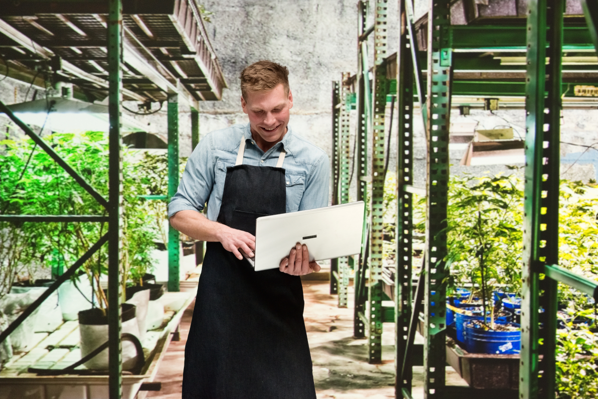 Learn the 7 Biggest Risks of Non-compliance for Cannabis Business Owners